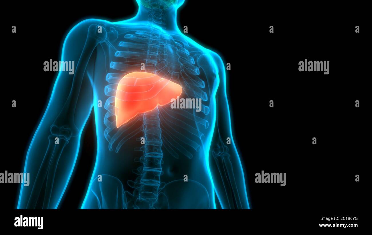 Human Internal Digestive Organ Liver Anatomy Stock Photo - Alamy