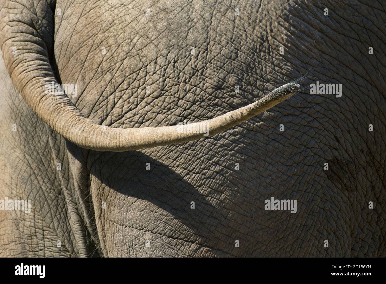 Asiatic elephant tail - Elephas maximus Stock Photo