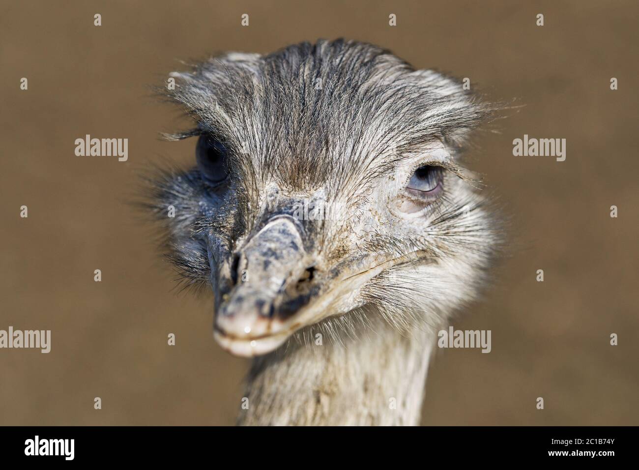 Portrait of greater rhea (Rhea americana) Stock Photo
