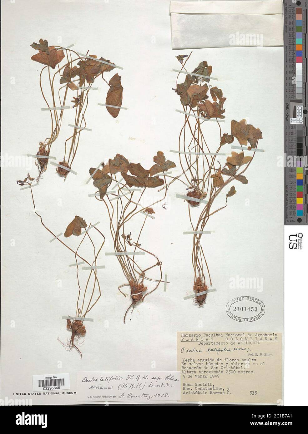 Oxalis latifolia subsp schraderiana Kunth Lourteig Oxalis latifolia subsp schraderiana Kunth Lourteig. Stock Photo