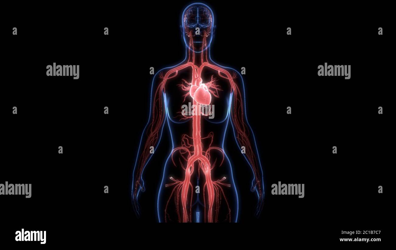 Human Circulatory System Heart Anatomy Stock Photo - Alamy
