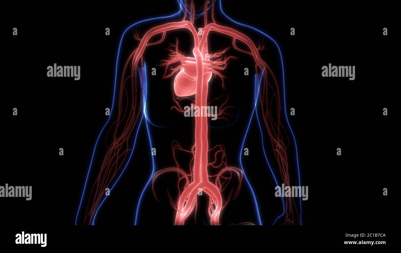 Human Circulatory System Heart Anatomy Stock Photo - Alamy