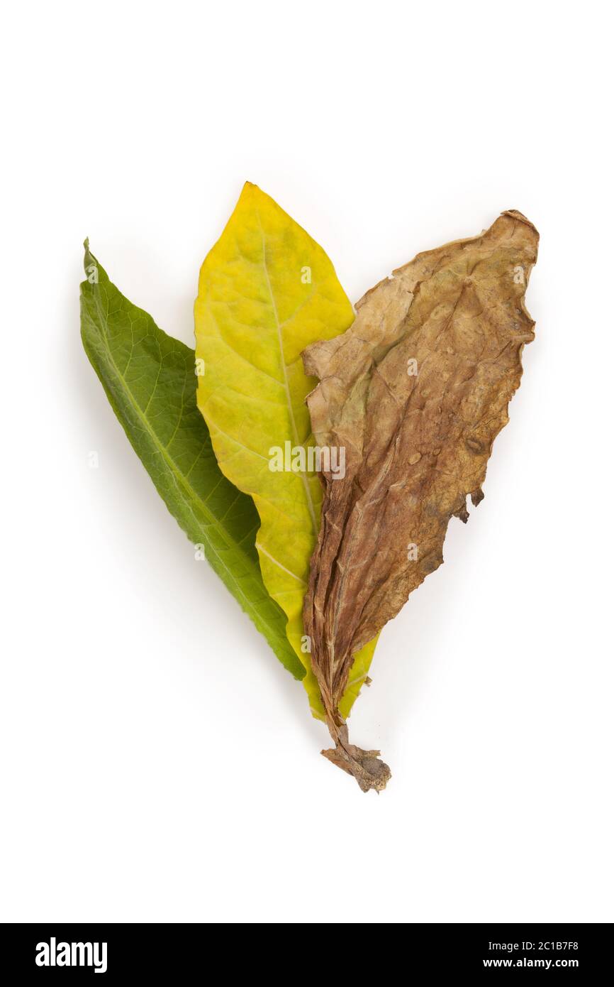 Fermented tobacco leaves hi-res stock photography and images
