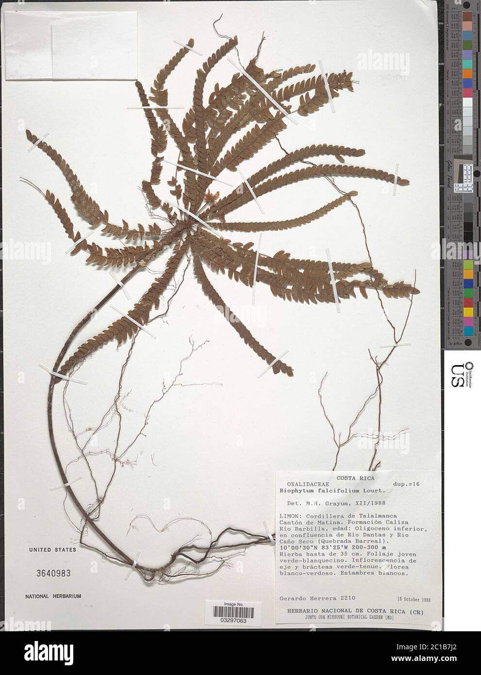 Biophytum falcifolium Lourteig Biophytum falcifolium Lourteig. Stock Photo