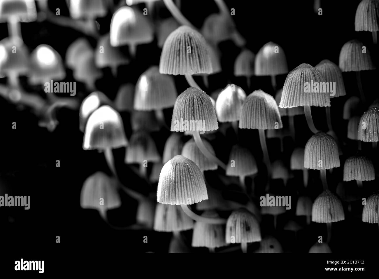 Black and white image of a cluster of fairy inkcup fungi, Coprinellus disseminatus, from the Psathyrellaceae family Stock Photo