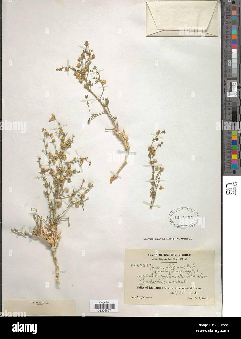 Fagonia chilensis Fagonia chilensis. Stock Photo