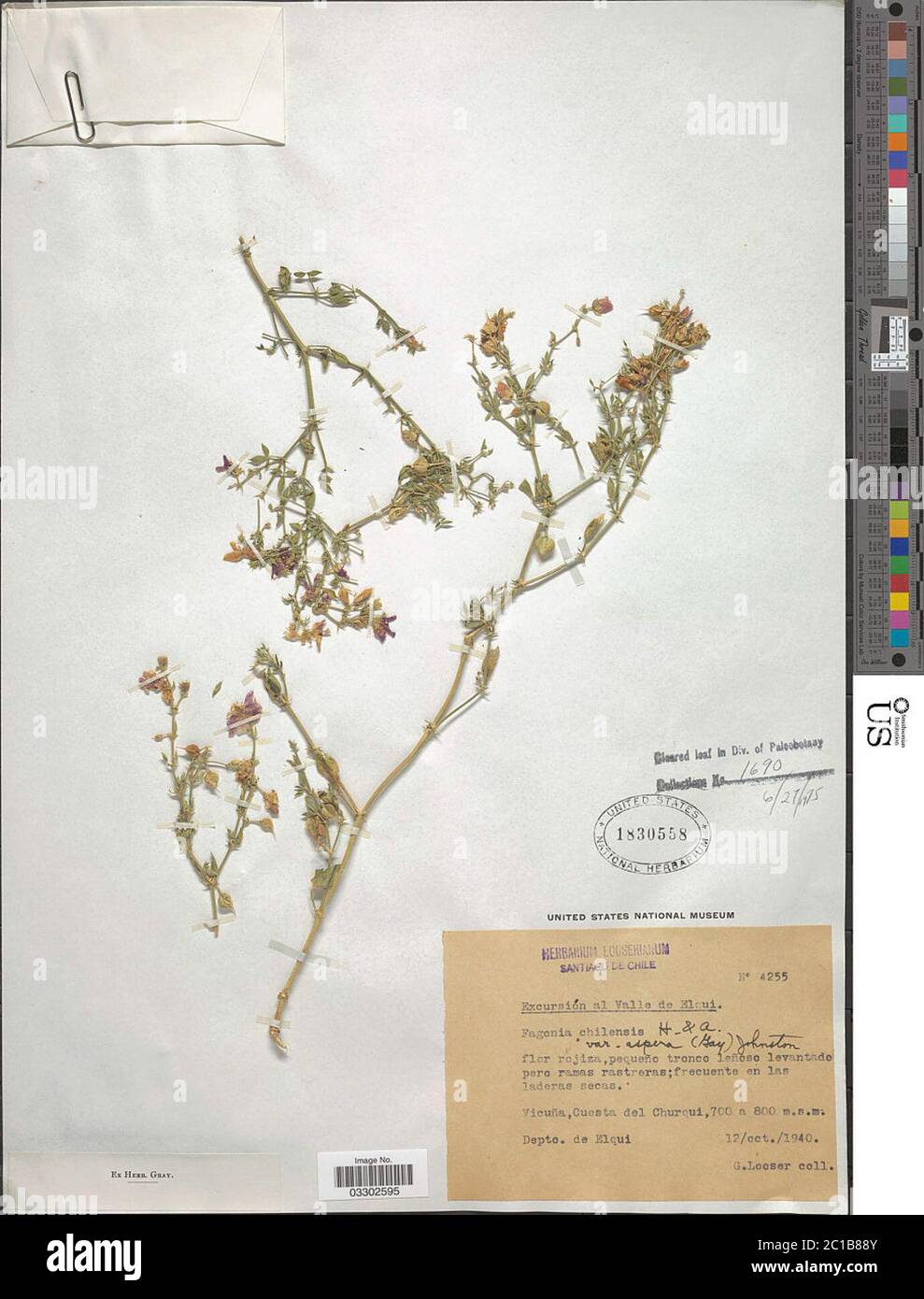 Fagonia chilensis Fagonia chilensis. Stock Photo