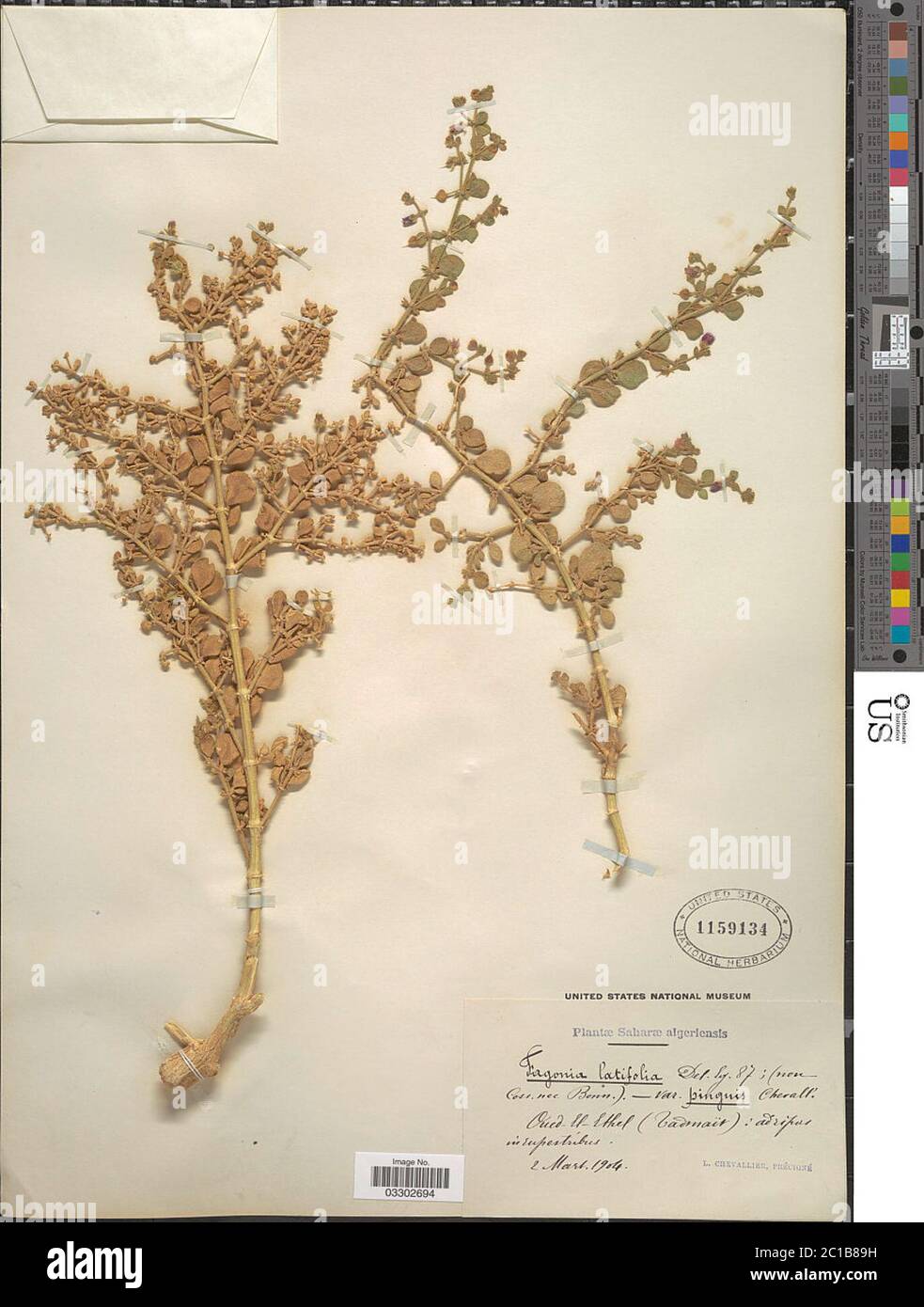 Fagonia latifolia Delile Fagonia latifolia Delile. Stock Photo