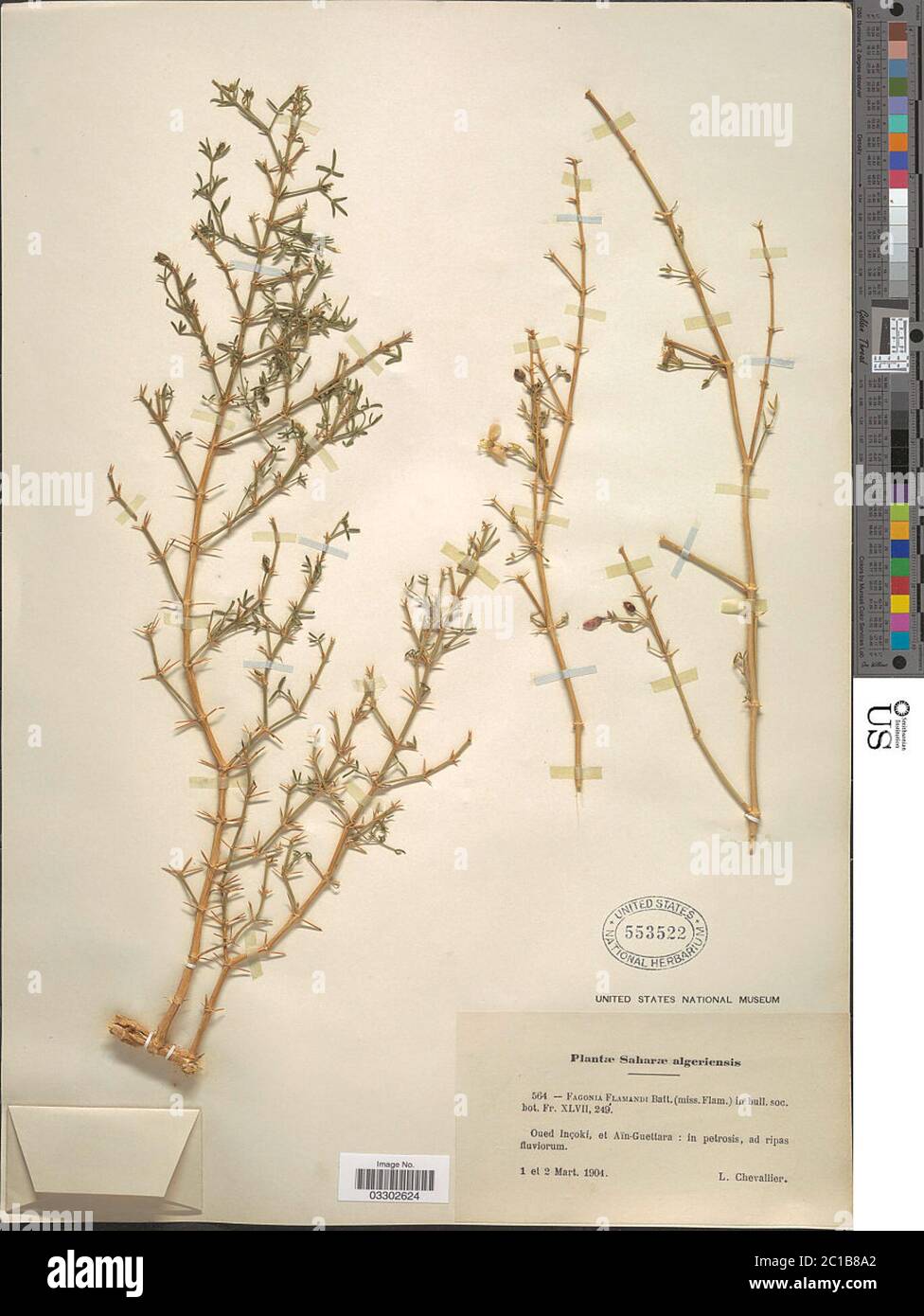 Fagonia flamandii Batt Fagonia flamandii Batt. Stock Photo