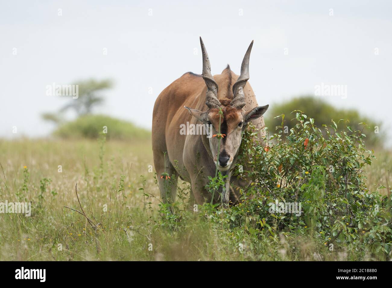 Common eland Taurotragus oryx also known as southern eland or eland antelope in savannah and plains East Africa Stock Photo