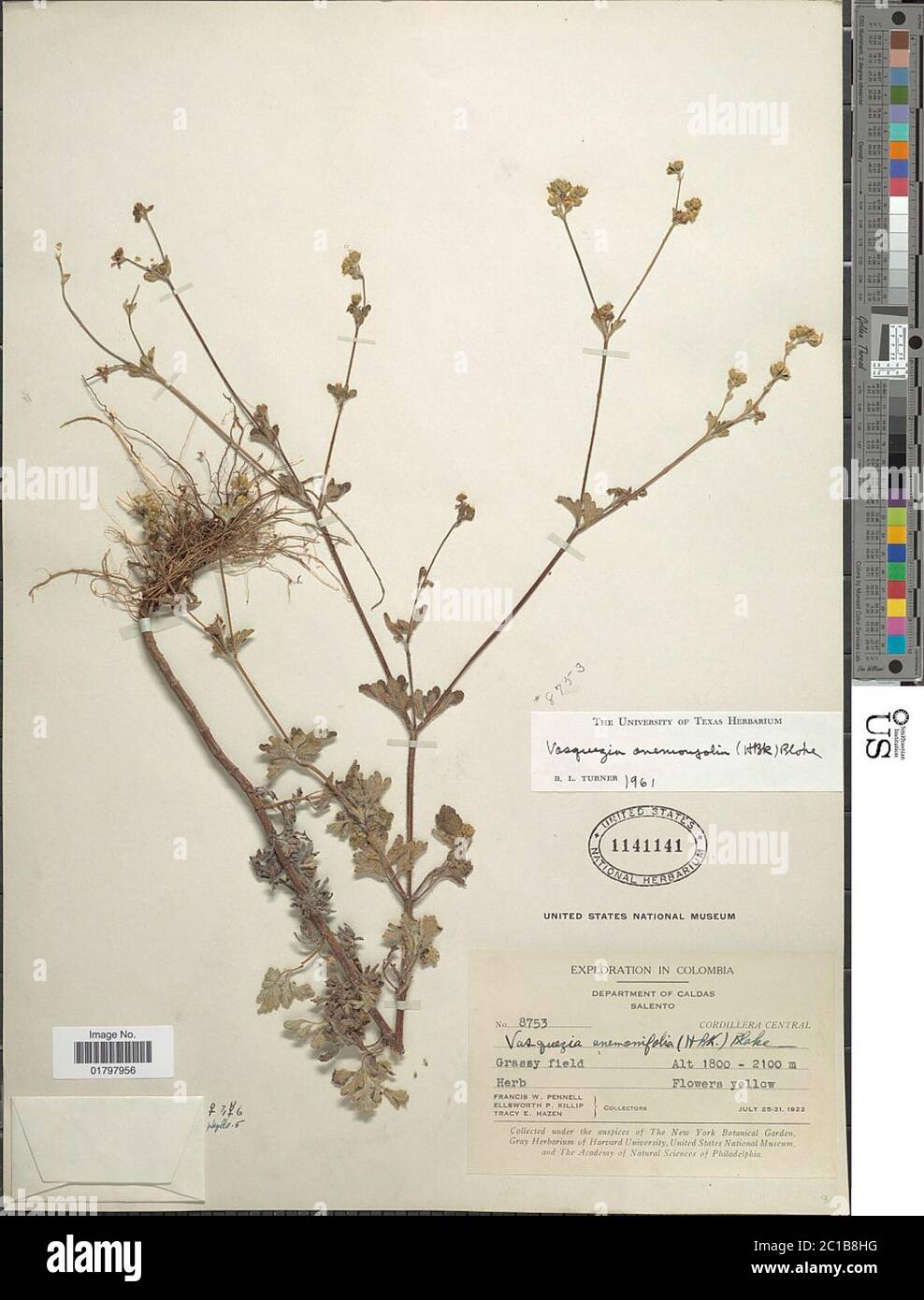 Vasquesia anemonifolia Kunth Less Vasquesia anemonifolia Kunth Less. Stock Photo