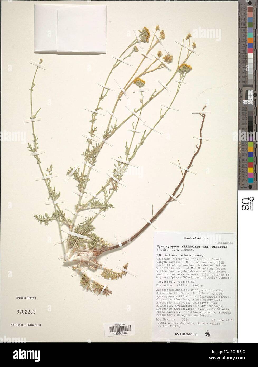 Hymenopappus filifolius var cinereus Rydb IM Johnst Hymenopappus filifolius var cinereus Rydb IM Johnst. Stock Photo