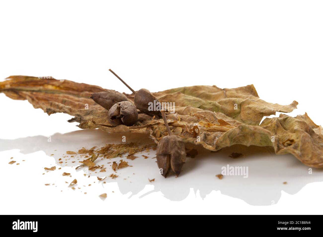 tobacco leaf seeds Dried tobacco leaf with tobacco seeds Stock Photo