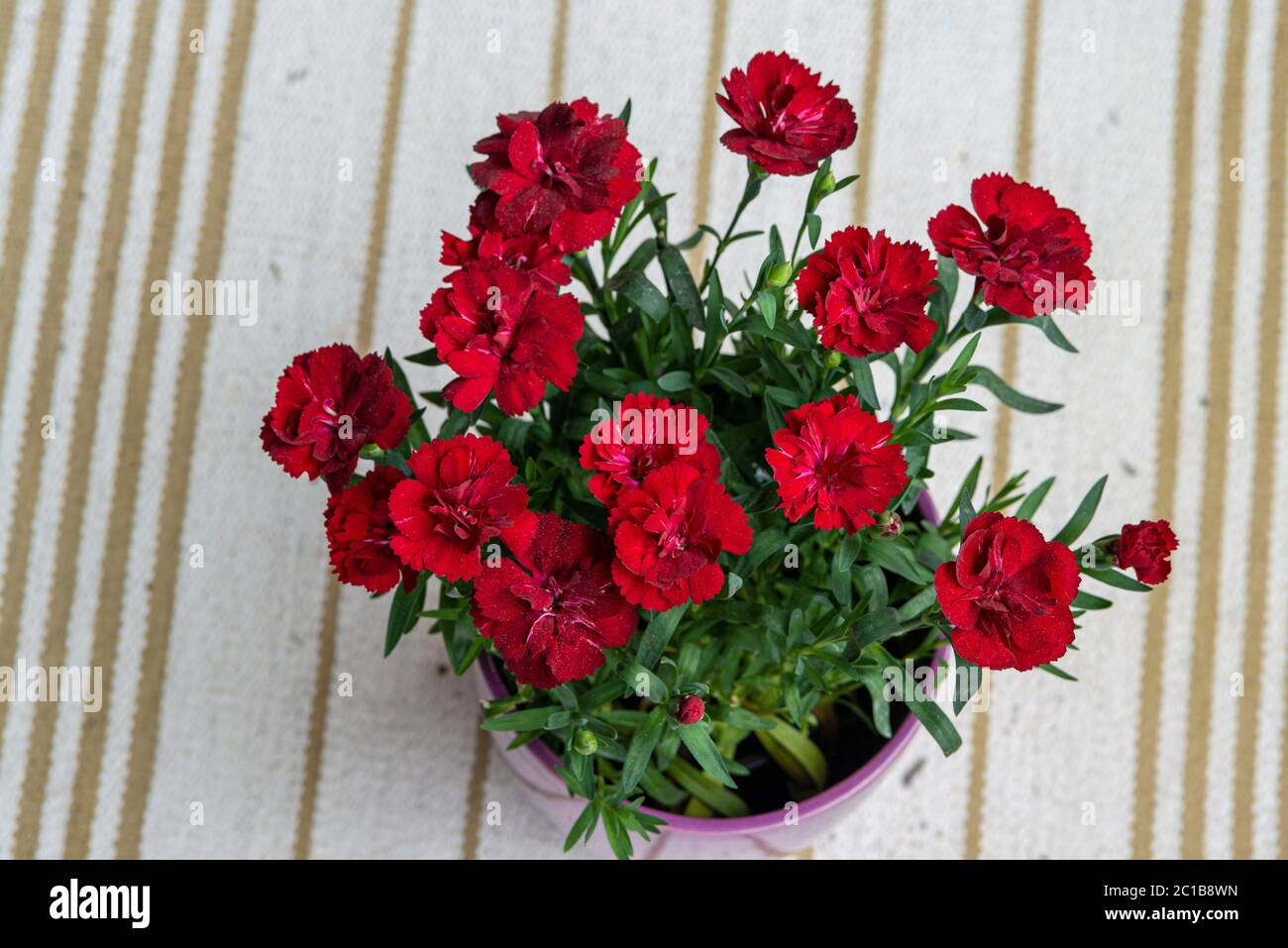 Red Carnations Flowers in a pot Stock Photo Alamy