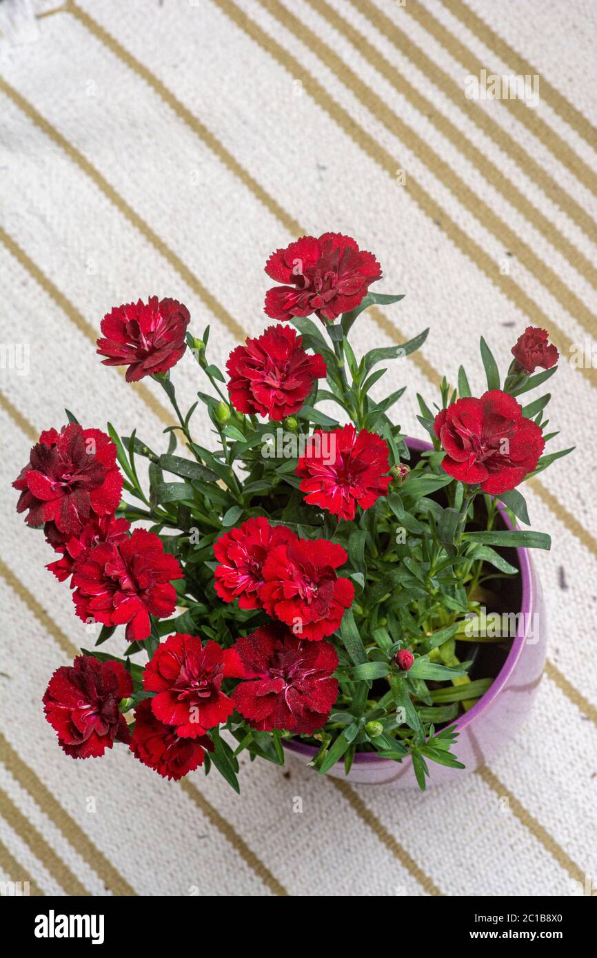 Red Carnations Flowers in a pot Stock Photo