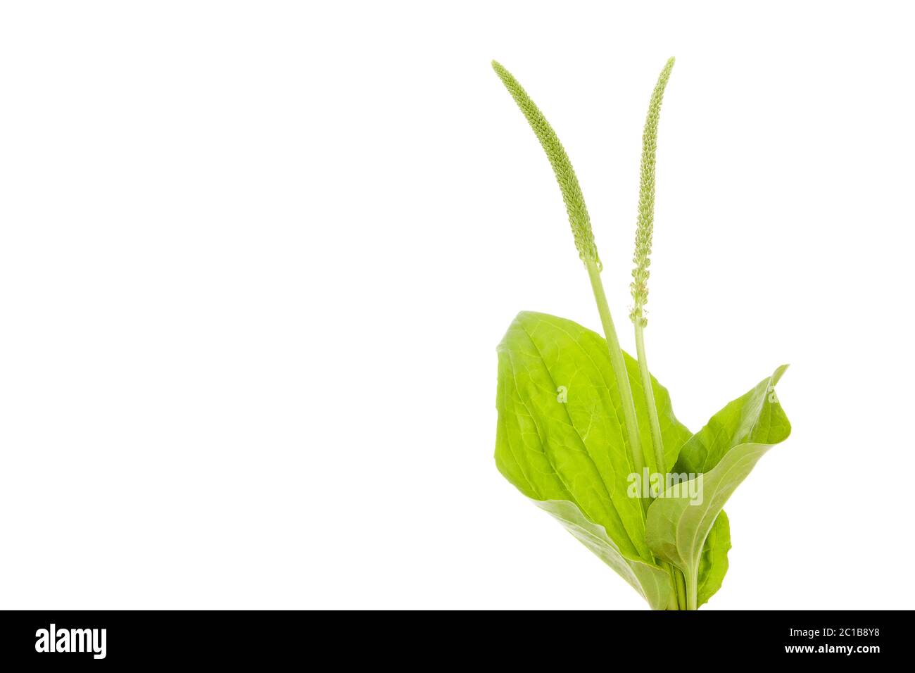 Fresh Greater plantain leaves Stock Photo