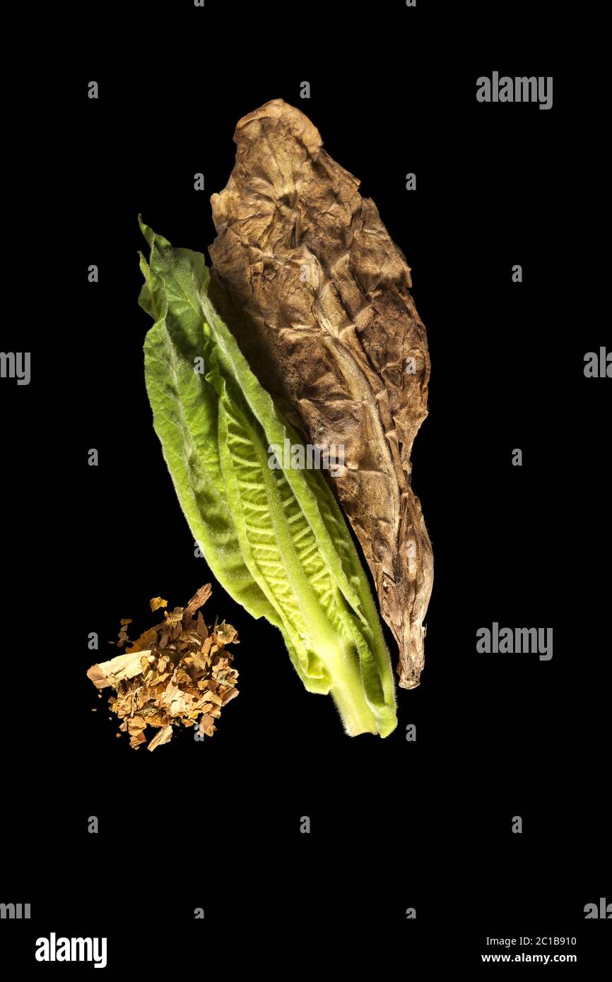Fresh and dried tobacco leaves Stock Photo Alamy