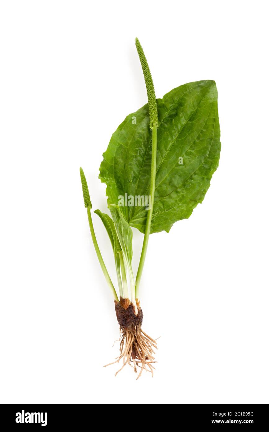 Healthy greater plantain with roots isolated. Stock Photo