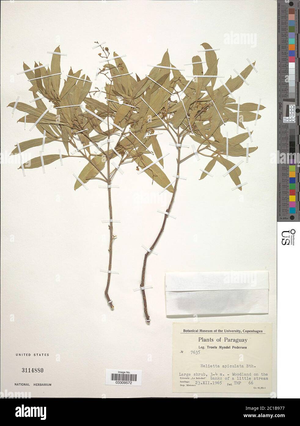 Helietta apiculata Benth Helietta apiculata Benth. Stock Photo