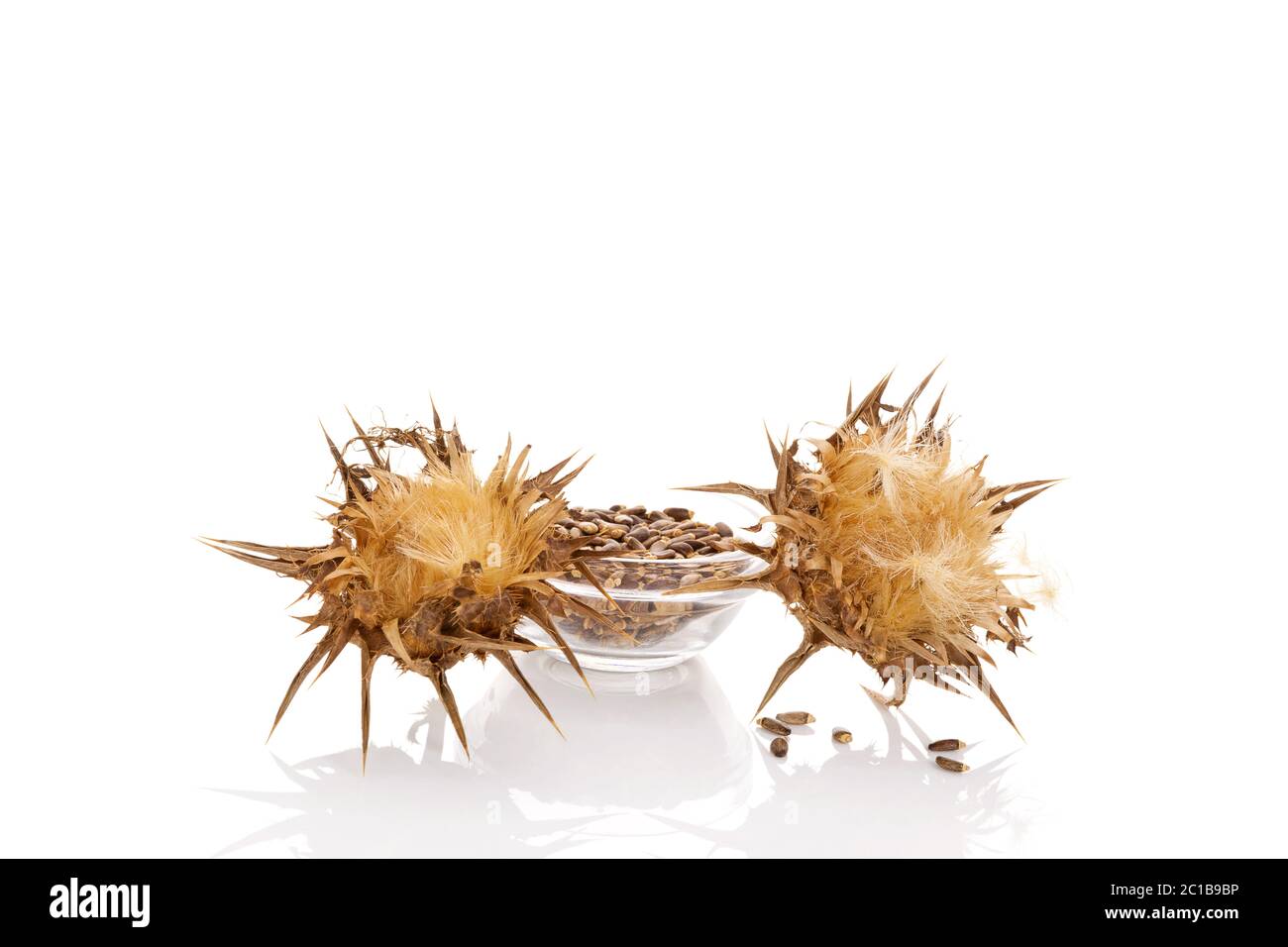Dried Milk Thistle flowers with seeds. Stock Photo