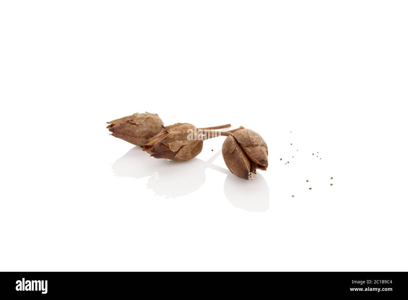 what does a tobacco seed look like Dried tobacco seeds Stock Photo