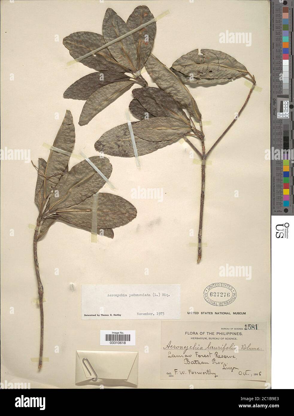 Acronychia pedunculata L Miq Acronychia pedunculata L Miq. Stock Photo