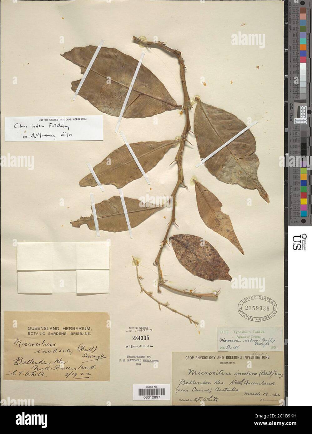 Inodora Citrus inodora FM Bailey Citrus inodora FM Bailey Stock Photo - Alamy