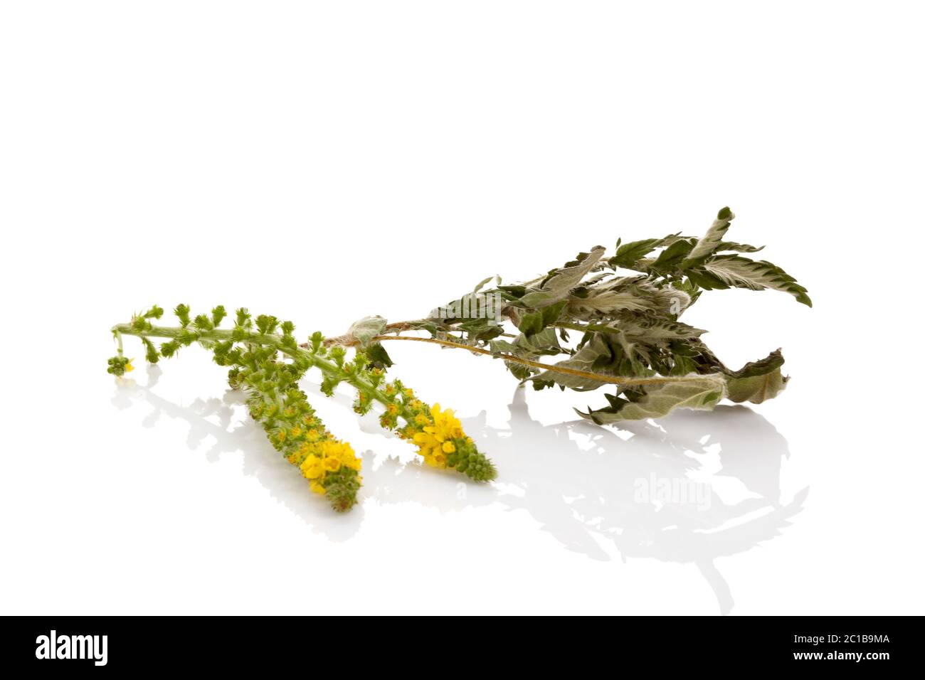 Common agrimony flower with dried leaves Stock Photo