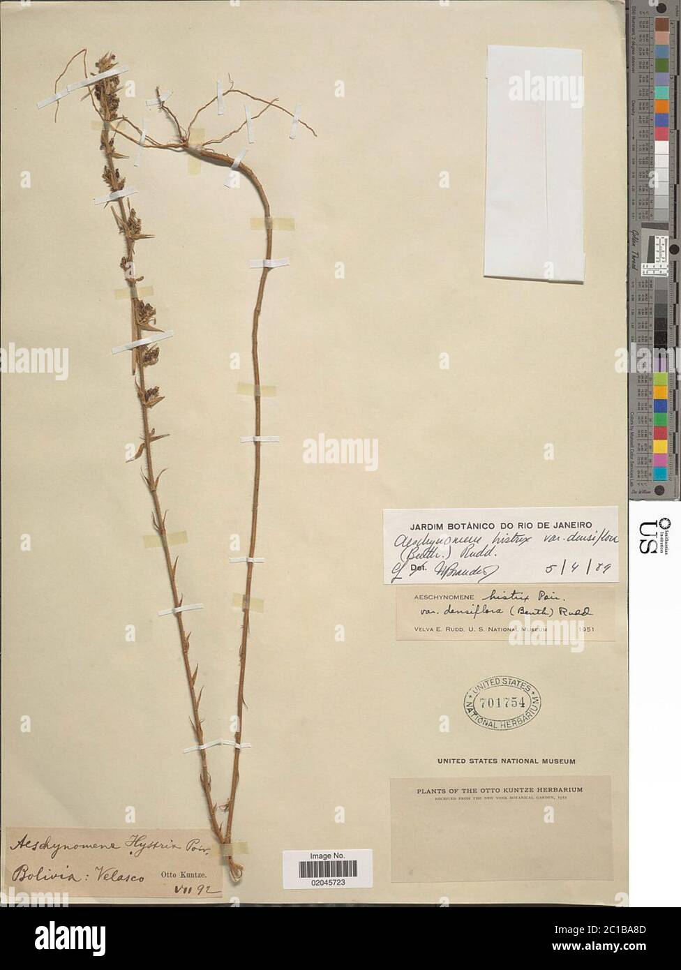 Aeschynomene histrix var densiflora Benth Rudd Aeschynomene histrix var densiflora Benth Rudd. Stock Photo