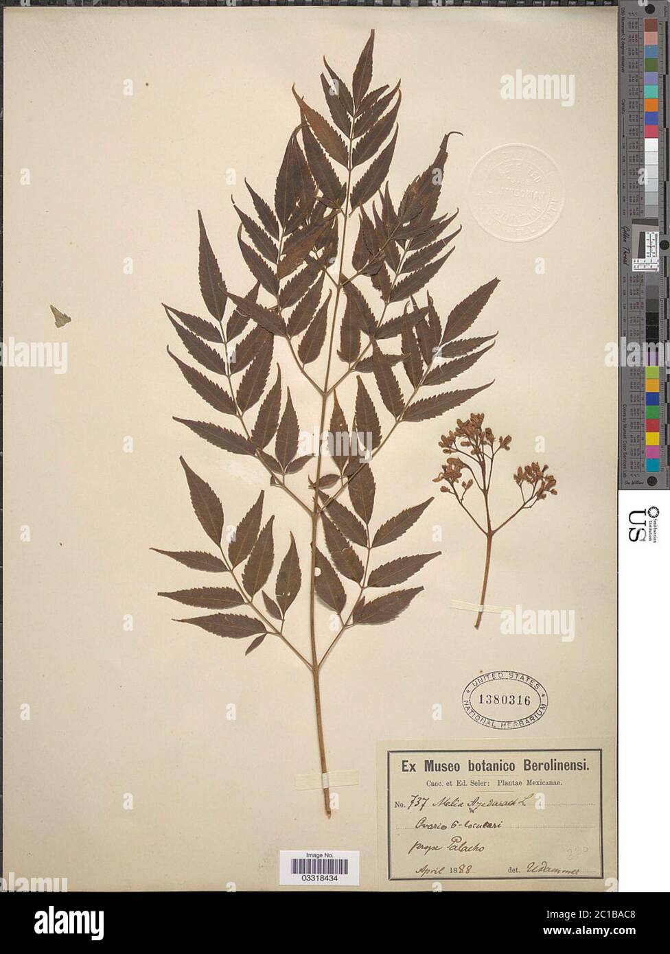 Graines De Melia Azedarach (Cannelle) – 5 Graines Pour Planter Un Arbre Ornemental Parfumé - 2