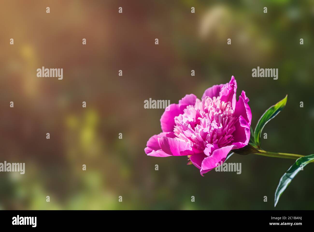 bright pink flower of peony in the sunset with copy space Stock Photo ...