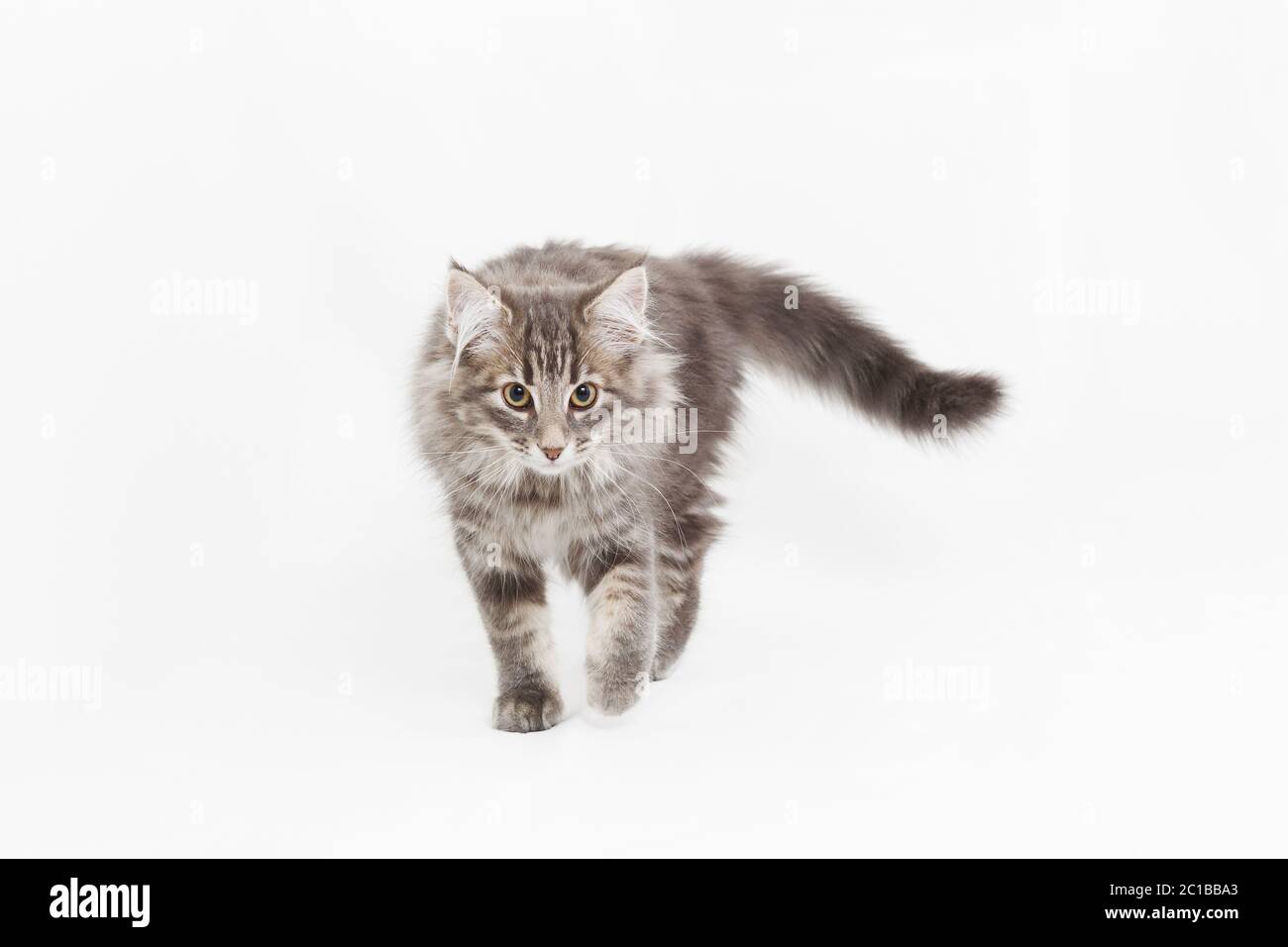 Studio portrait of a grey cat with luxuriant thick grey fur, on a white background Stock Photo