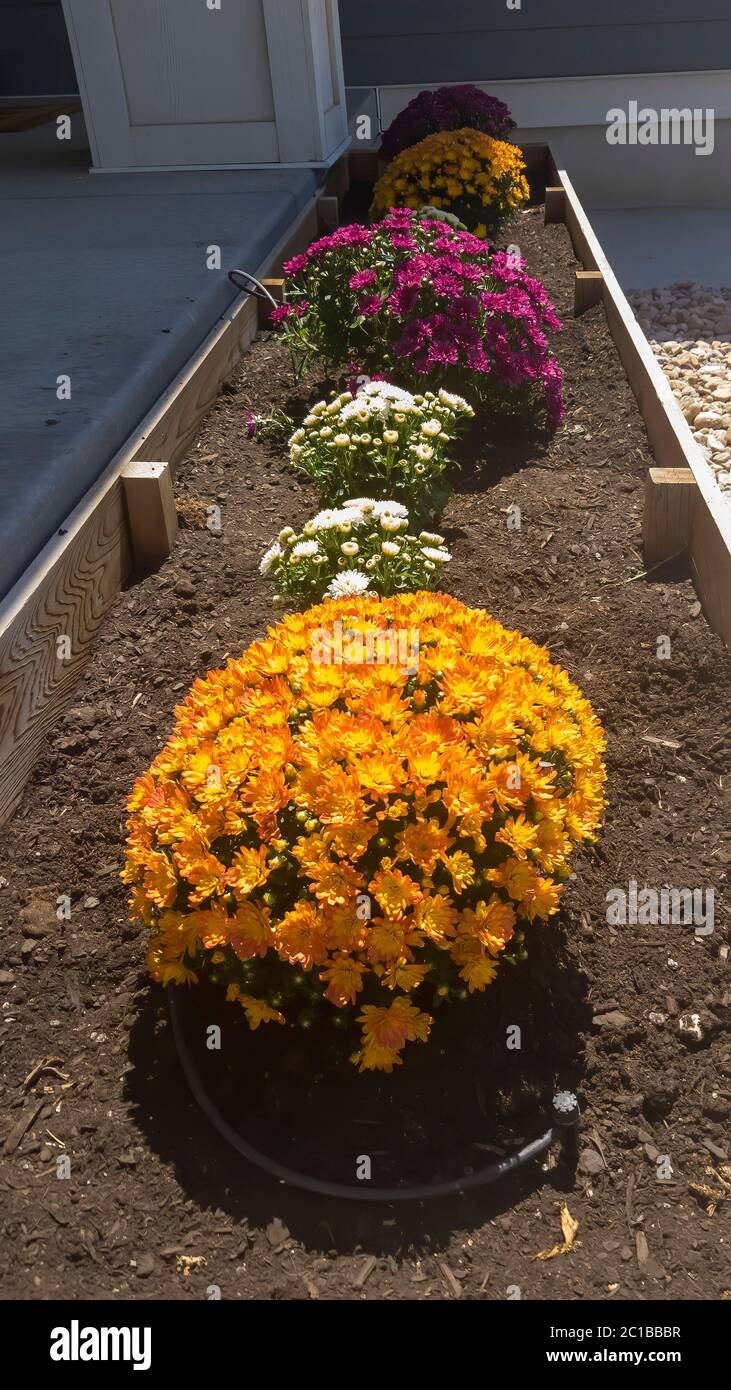 Vertical Raised wooden planting bed with colorful flowers along the
