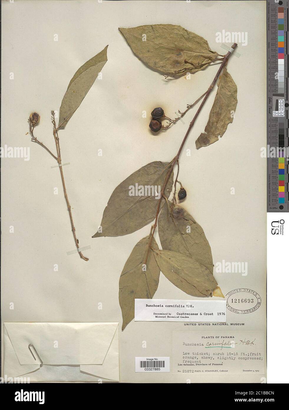 Bunchosia cornifolia Kunth Bunchosia cornifolia Kunth. Stock Photo