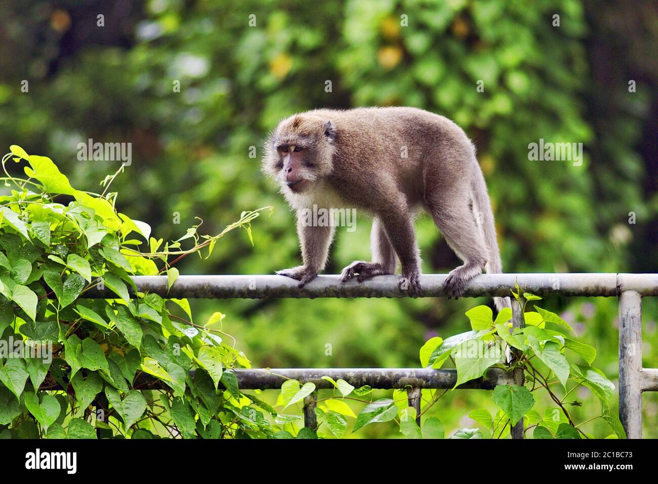 Crab-eating macaque - Macaca fascicularis Stock Photo - Alamy