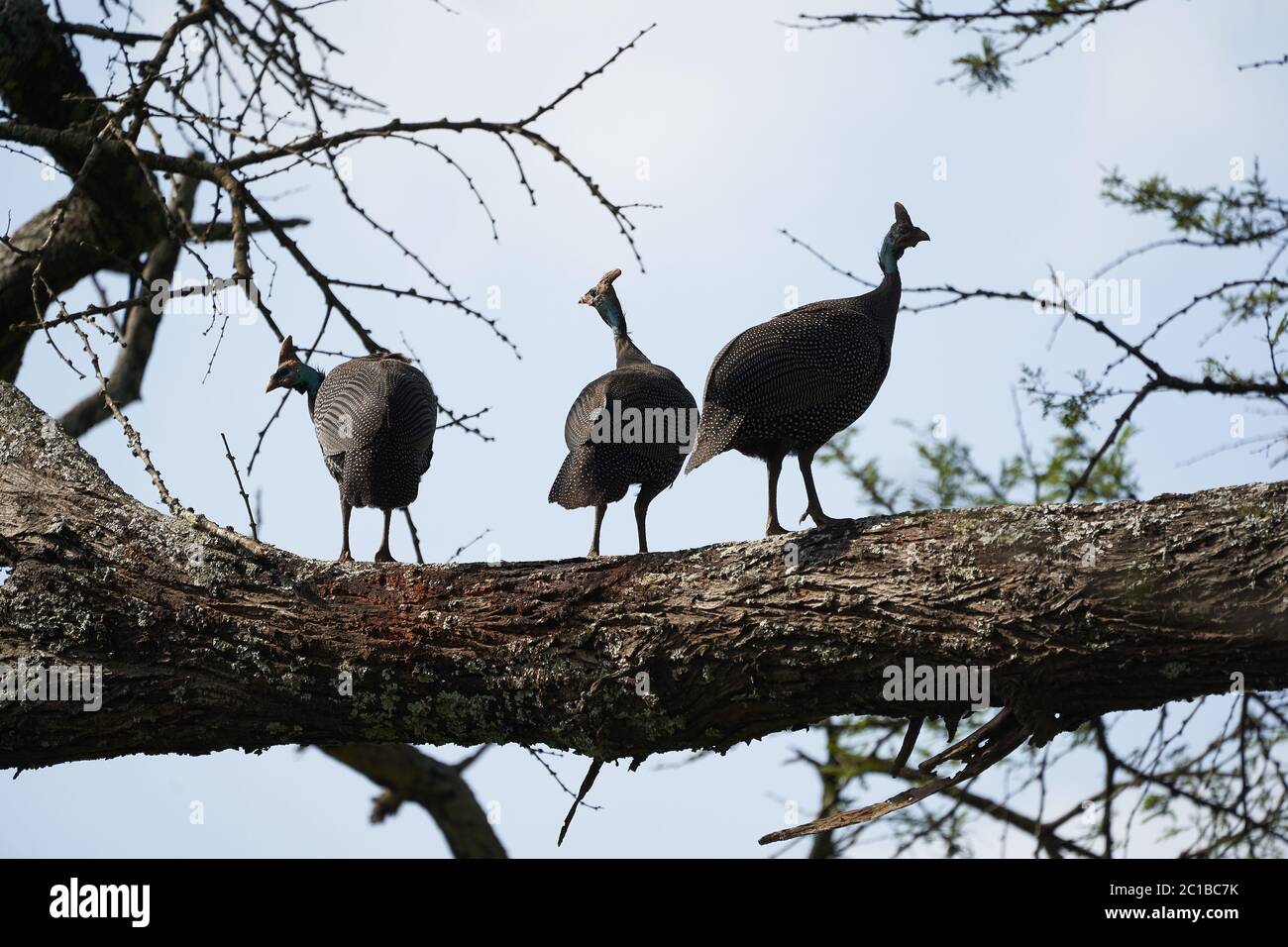 Guineafowl numididae hi-res stock photography and images - Alamy