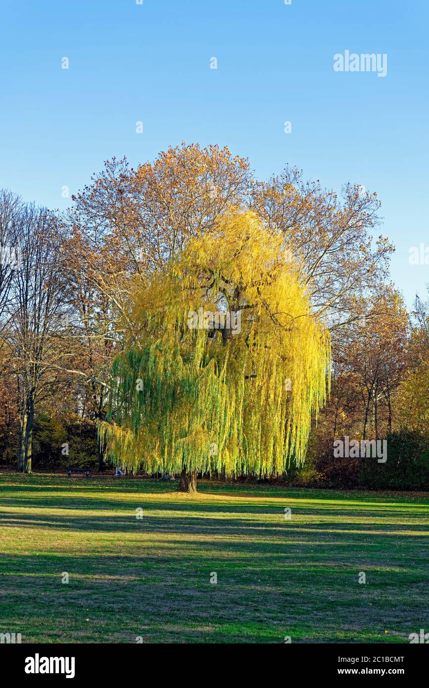 SchUM-Stadt, Liege & Spielwiese, Kipfelsau, Trauerweide, Herbstlaubfärbung Stock Photo