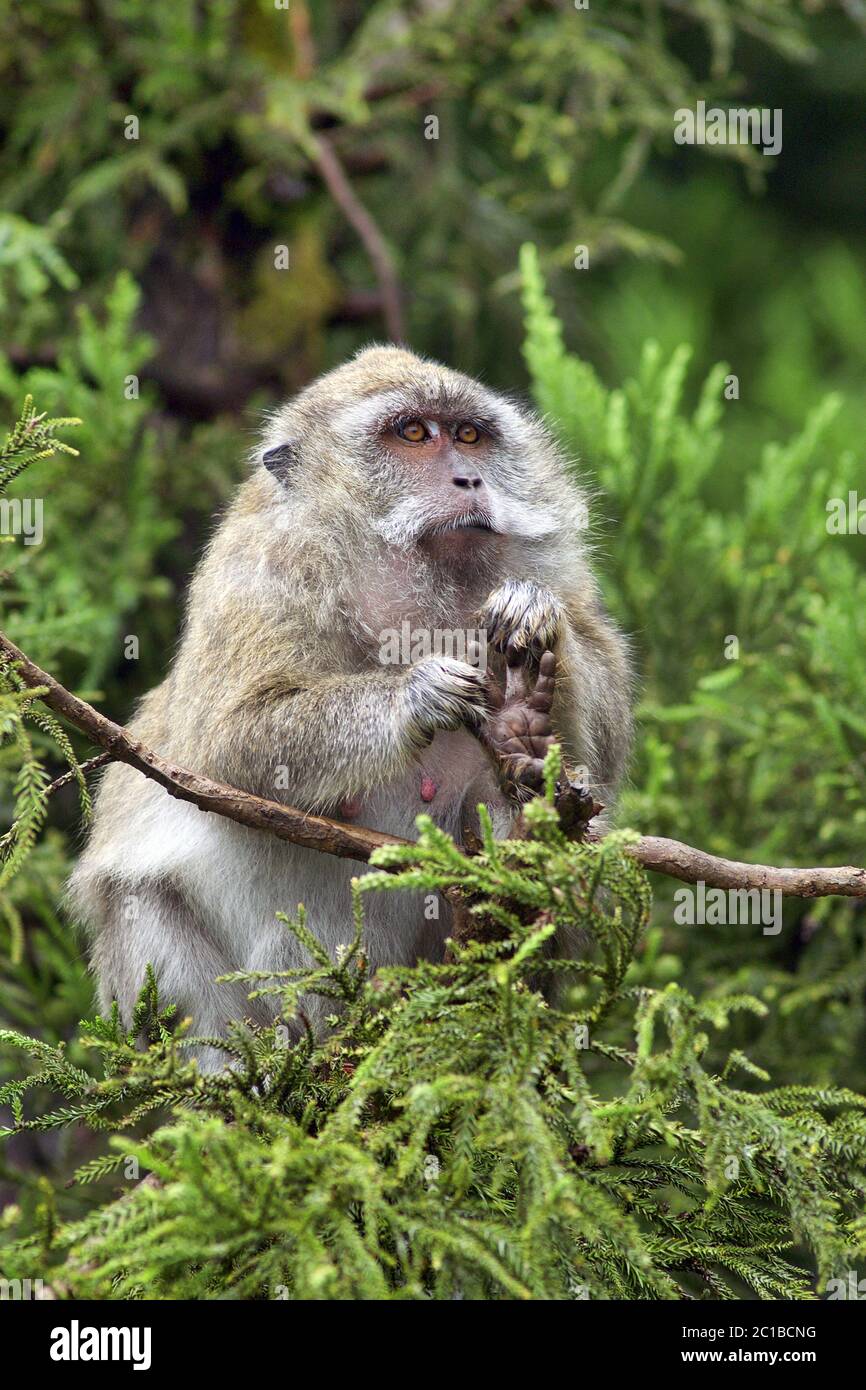 Crab-eating macaque - Macaca fascicularis Stock Photo - Alamy