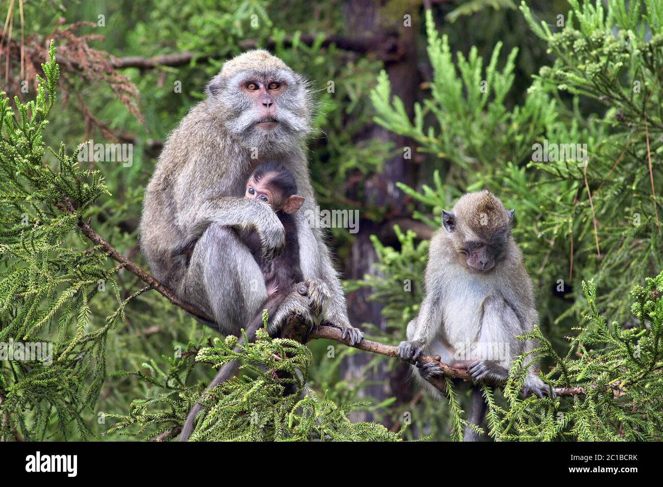 Crabeating macaque Macaca fascicularis Stock Photo Alamy