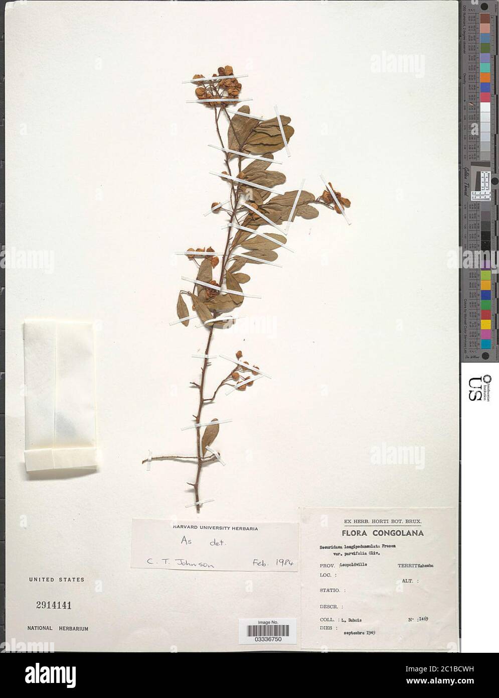 Securidaca longepedunculata var parvifolia Oliv Securidaca longepedunculata var parvifolia Oliv. Stock Photo