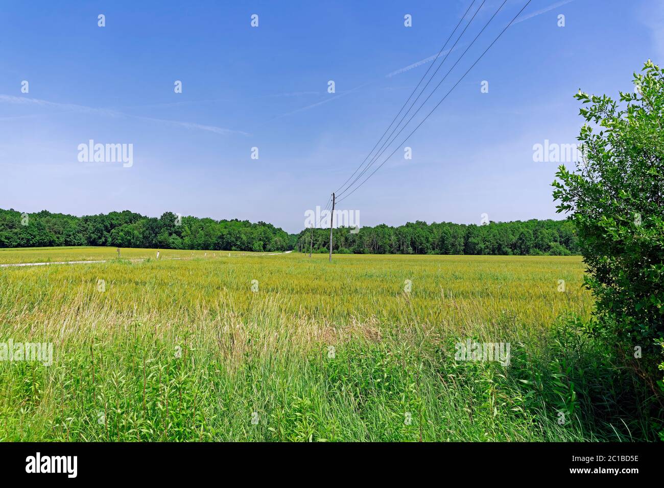 Landschaft, Felder, Wald, Stromleitung, Strommasten Stock Photo