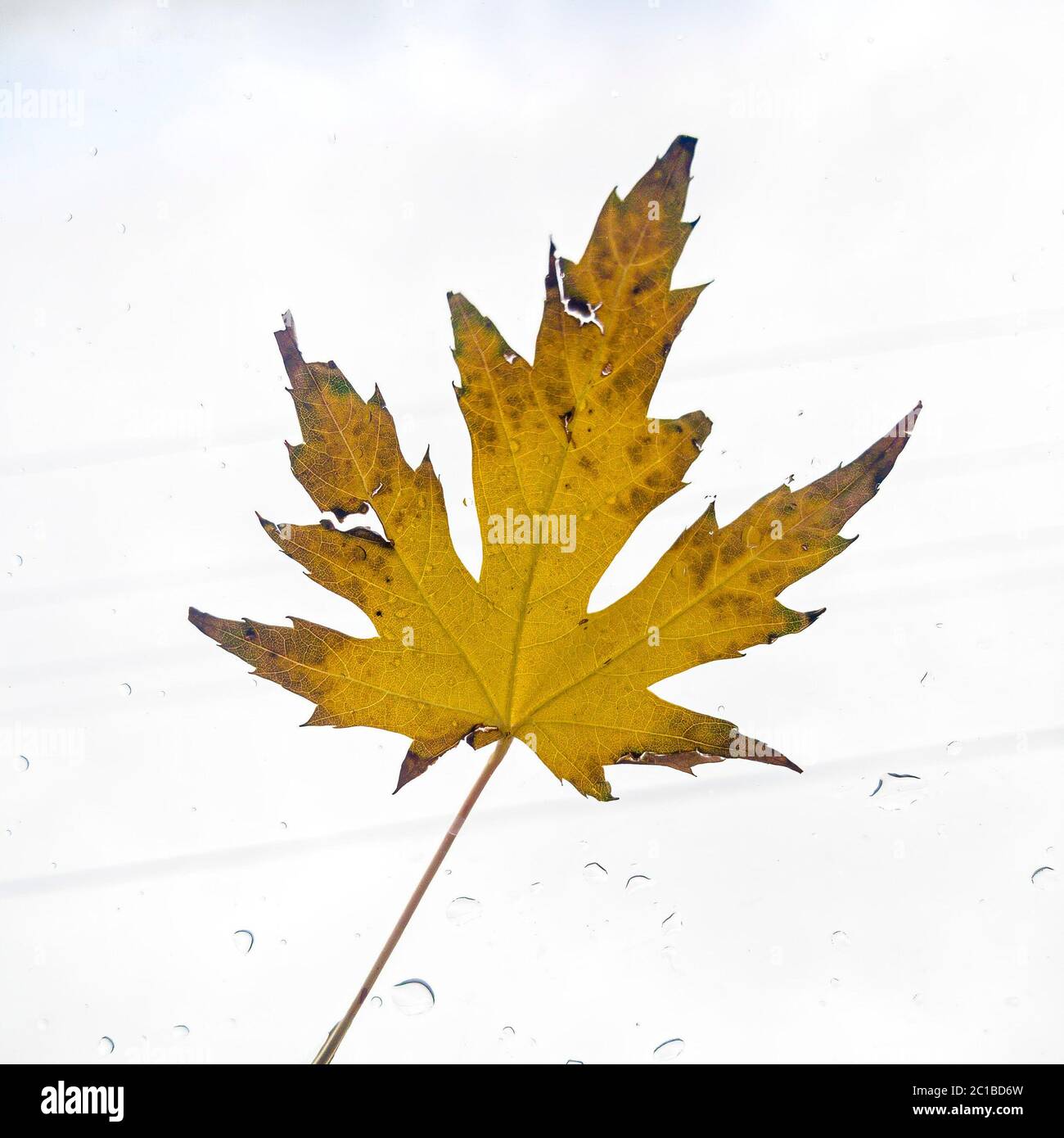 Square Natural single yellow maple tree leaf isolated against bright white background Stock Photo