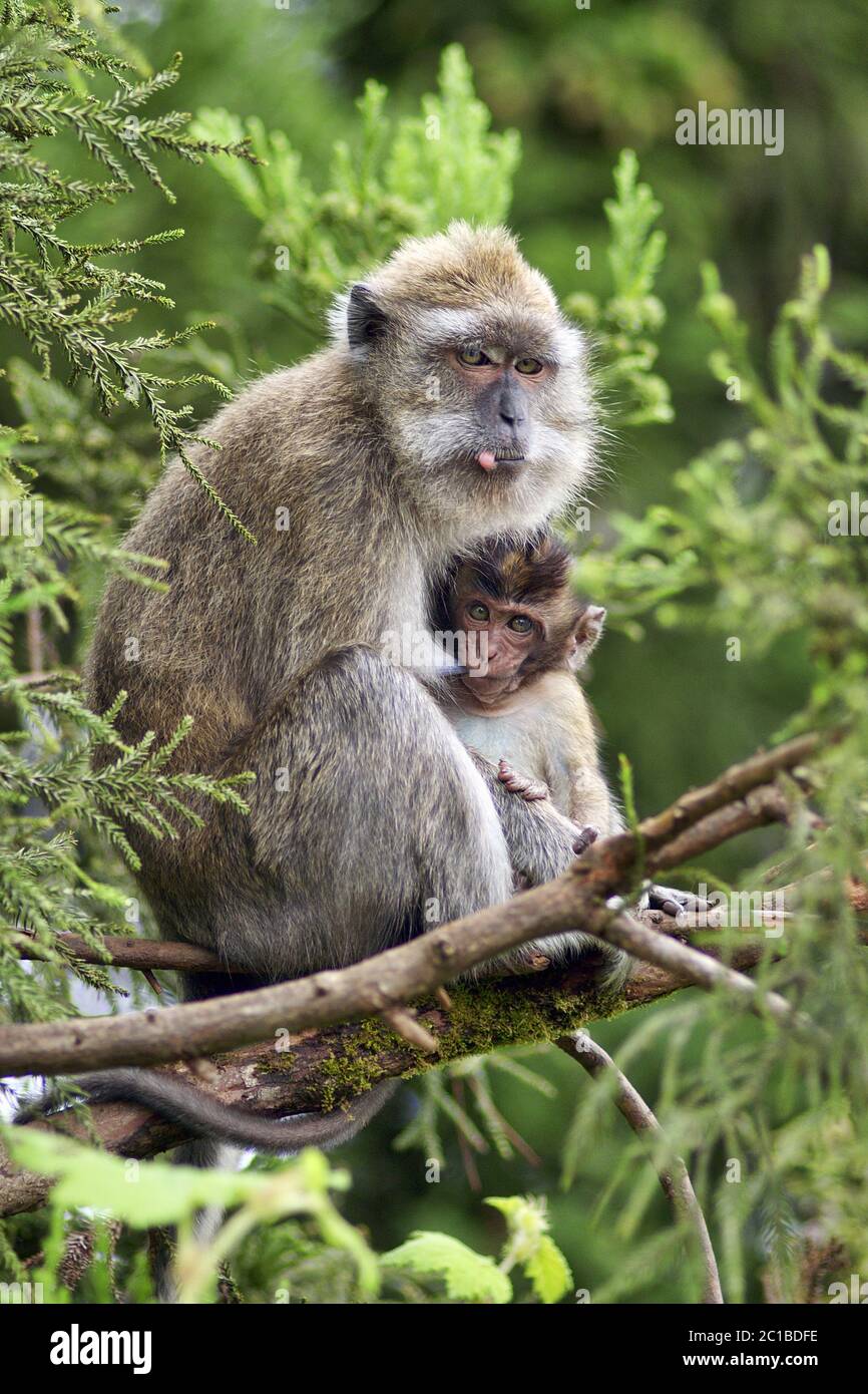 Crab-eating macaque - Macaca fascicularis Stock Photo - Alamy