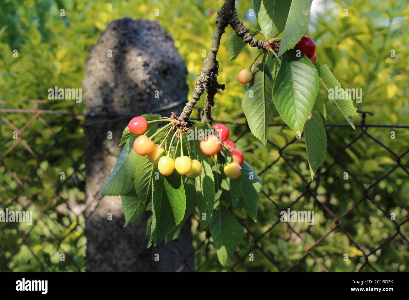 Unripe cherries in a garden in Prague Stock Photo