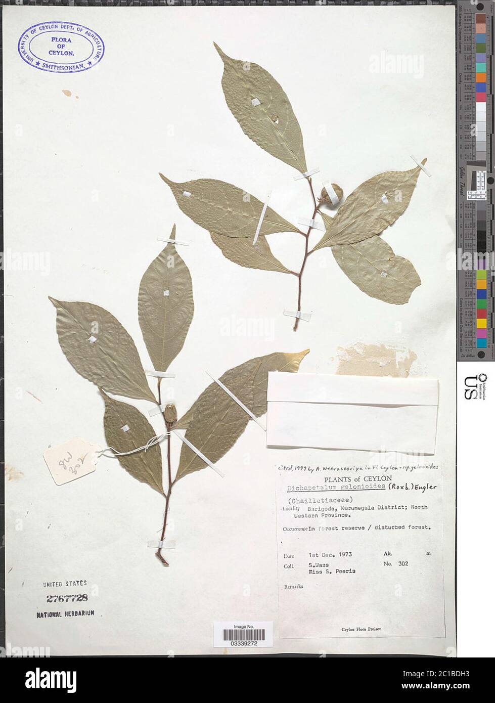 Dichapetalum gelonioides Roxb Engl Dichapetalum gelonioides Roxb Engl. Stock Photo