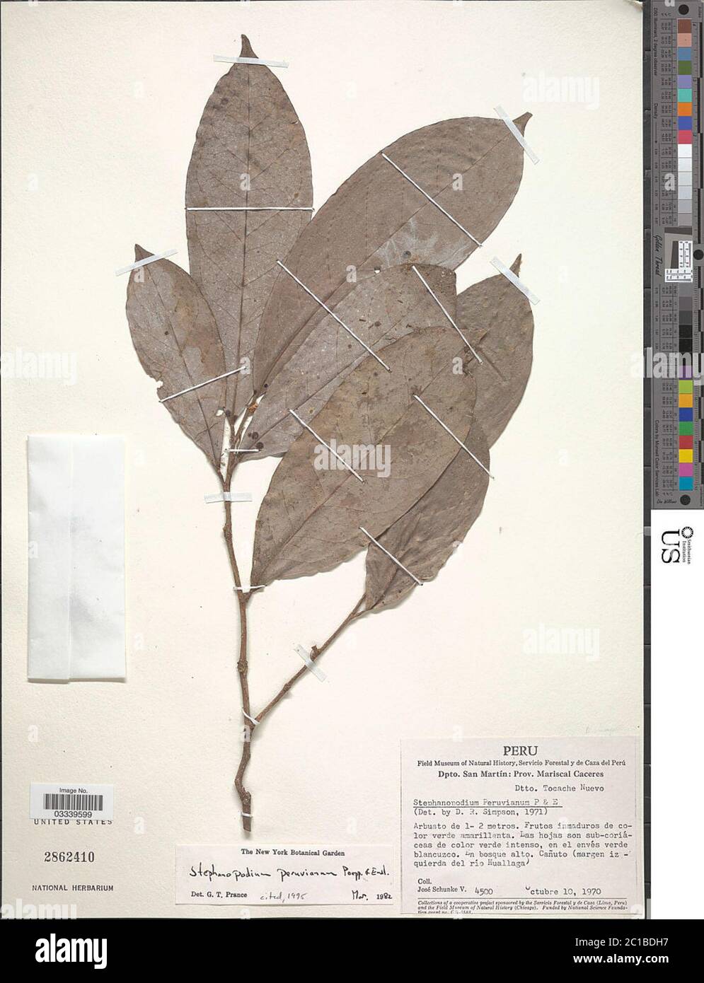 Stephanopodium peruvianum Poepp Endl Stephanopodium peruvianum Poepp Endl. Stock Photo