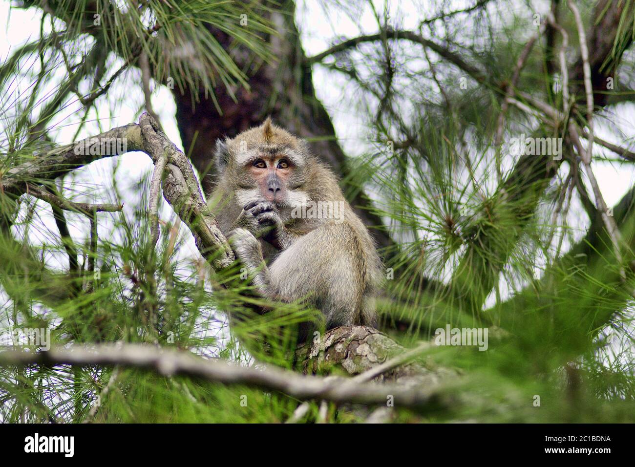 Crab-eating macaque - Macaca fascicularis Stock Photo - Alamy