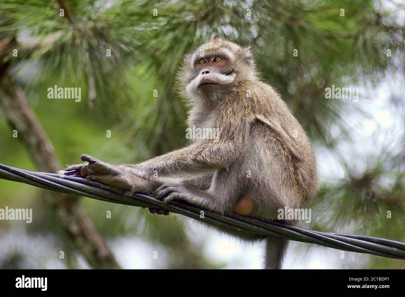 Crab-eating macaque - Macaca fascicularis Stock Photo - Alamy