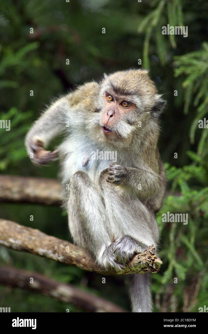 Crab-eating macaque - Macaca fascicularis Stock Photo - Alamy