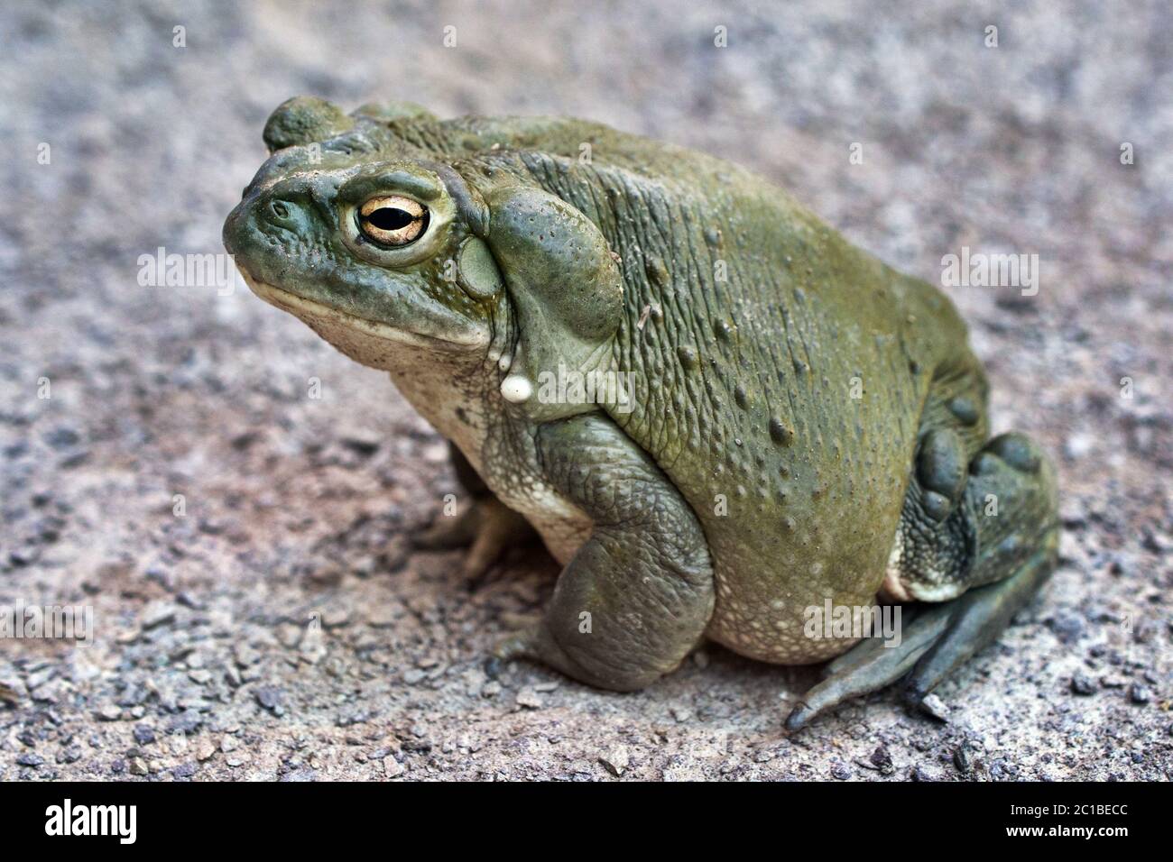 Colorado river toad Bufo alvarius Stock Photo Alamy